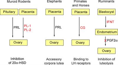 Frontiers | Evolution of Placental Hormones: Implications for 